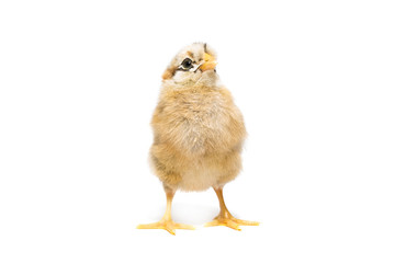 Chicken on white background