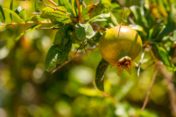 Granatapfel