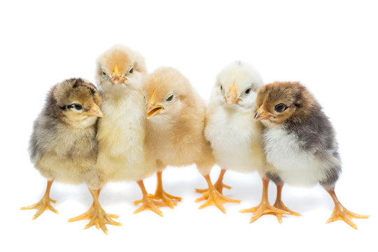 Five chickens on white background