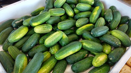Pickling Cucumbers