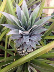 Pineapple on the tree Waiting for harvest. a large juicy tropical fruit consisting of aromatic edible yellow flesh surrounded by a tough segmented skin and topped with a tuft of stiff leaves.