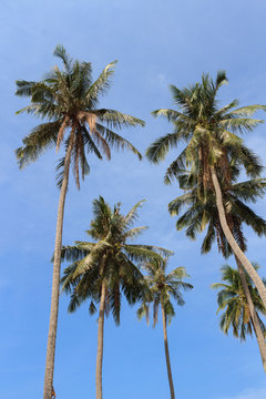 View of nice tropical background with coconut palms. Thailand