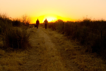 People walking dogs at sunset.