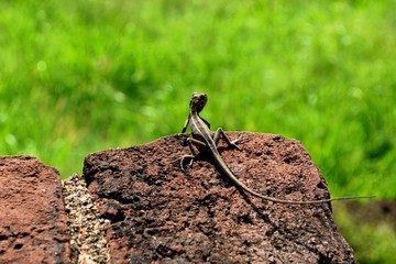 Little lizard on stone