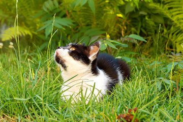 black-and-white cat lying in the grass