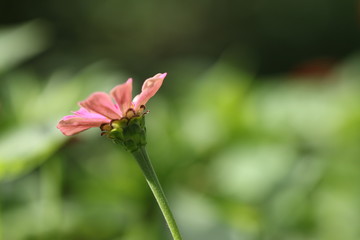 zinnia