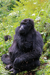 Gorilles des montagnes