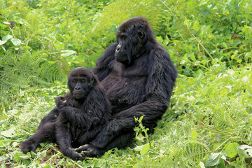 Gorilles des montagnes