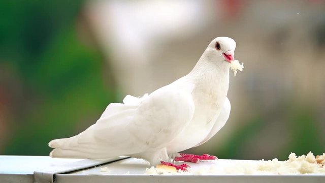 Super slow motion shot of a white pigeon pecking bread crumbs