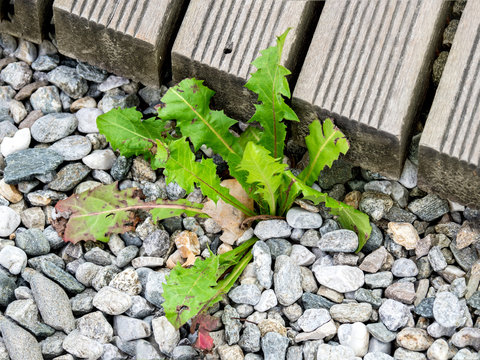 L&ouml;wenzahn im Kiesbeet, Unkraut