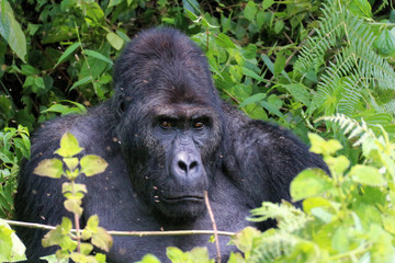 Gorilles des montagnes