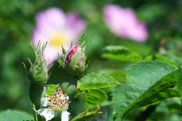 Delicate flower of wild rose pink among green leaves