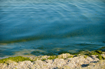 Green Seaweed on beach