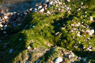 Obraz na płótnie Canvas Green Seaweed on beach