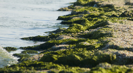 Fototapeta na wymiar Green Seaweed on beach