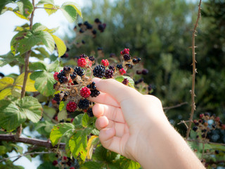 blackberries collection