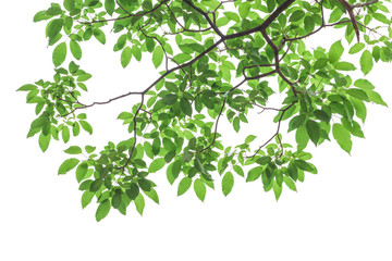 Green leaves isolated on white background