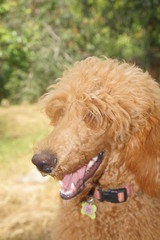 Fototapeta premium beautiful dog