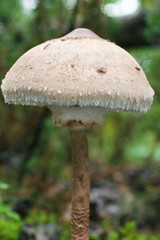 Single mushroom kite standing alone on a meadow