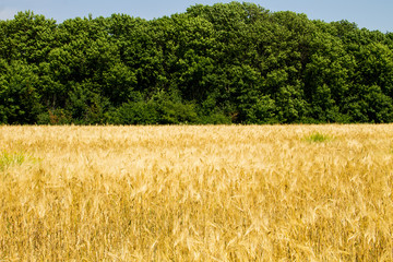 Field of ripe golden wheat