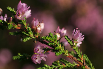 Beautiful, full flowering, violet heather flowers on green twigs
