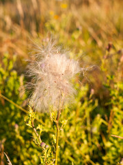 a white fluffly cloud of milk thistle flower heads in the summer windy field