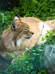Wile lynx