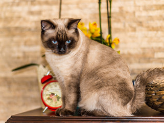 Portrait of siamese cat
