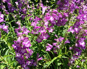Bell-Shaped Purple Blossoms