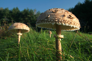 Proudly standing on the heels of tall kite mushrooms, fungus kite, mushroom umbrella.