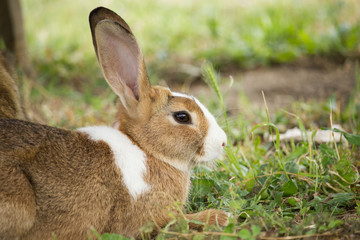 Brown Rabbit