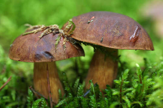 Two beautiful and healthy boletus mushrooms with dark brown hats among the green moss