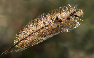 Dry grass covered with cobwebs and drops of dew in autumnal colors