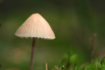 Small, light brown, delicate mushroom growing among green moss and grass