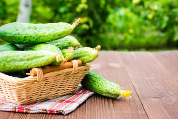 Fresh cucumbers in a basket on a wooden table in the background of the garden