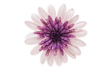 Osteospermum Daisy or Cape Daisy Flower