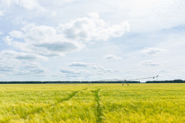 Beautiful wheat field