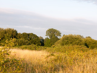 Fototapeta premium english meadow scene outside in summer light