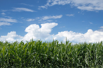 Obraz premium Landscape cornfield on the background of blue sky with clouds