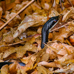 Black Racer on the hunt peaking through fallen leaves