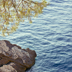 Pine tree above the summer sea, Sveti Stefan, Montenegro