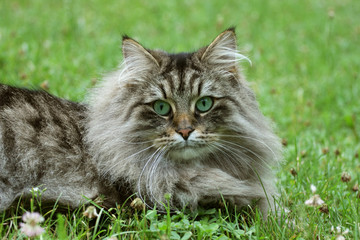 Norwegian Forest Cat (Felis catus) with green eyes lying on the grass