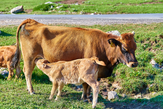 Vaca dando de amamantar a Ternero en Prado de Asturias, España