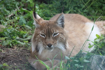 lynx