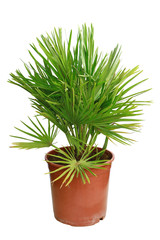 Palmier chamaerops humilis vulcano