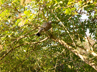 old grey wood pigeon (Columba palumbus) resting in a tree above