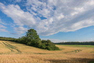 Fototapeta premium Landschaft im Sommer