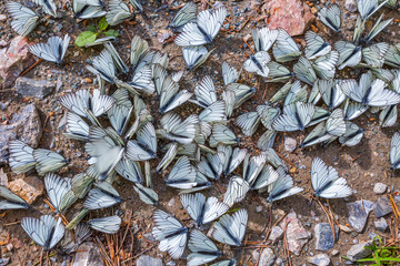 Large fluorescent butterfly aporia Crataegi (lat. Aporia crataegi)