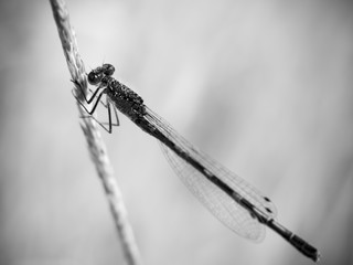 special black and white damsel fly on grass stalk