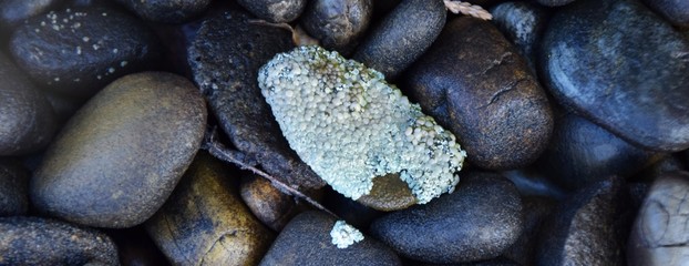 Nasse Flechte mit Kieselsteine, Lichen mit Steine